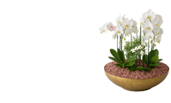 Arranjos de Orquídeas